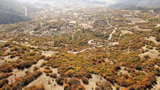 Dağlarda yetişiyor! Köylüye bir anda gelir kapısı oldu 1