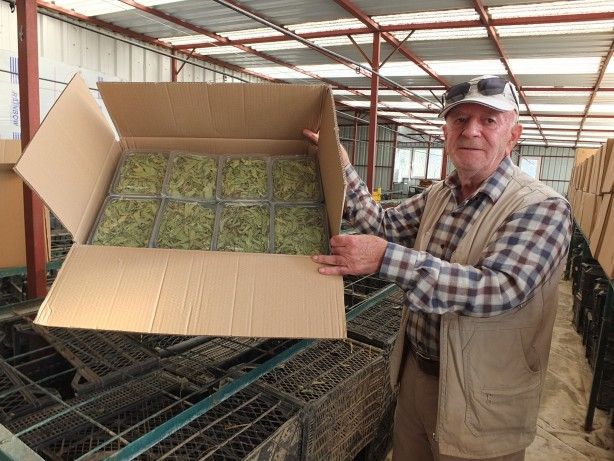 Balıkesir'de üretildi! Almanya ve Hollanda’dan sonra ABD, Türkiye'den istemeye başladı 4