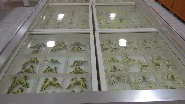 İnsanlar görmeye bile dayanamıyor ama… Huzurlarınızda böcek müzesi 1