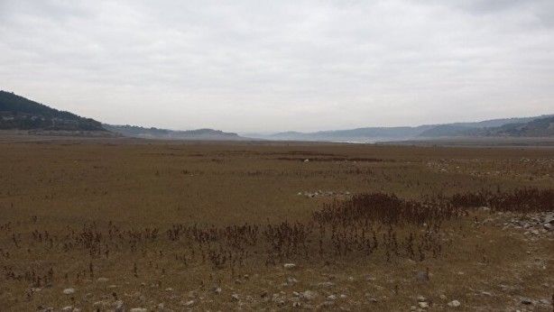 Türkiye’de giderek yayılıyor! Çanakkale'de endişelendiren görüntü 11