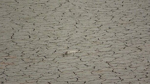 Türkiye’de giderek yayılıyor! Çanakkale'de endişelendiren görüntü 4