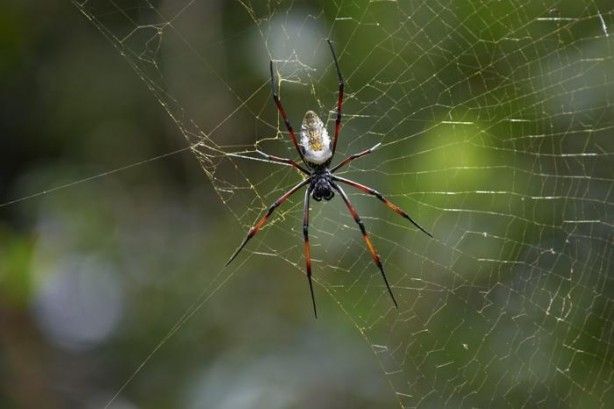 1 gramı bile servet değerinde... Bulanın sırtı yere gelmiyor 4