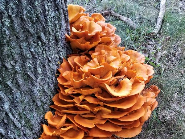 Aman dikkat, vakalar arttı! Sağlıklı diye yerken hastanelik olmayın 6