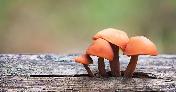 Aman dikkat, vakalar arttı! Sağlıklı diye yerken hastanelik olmayın 5