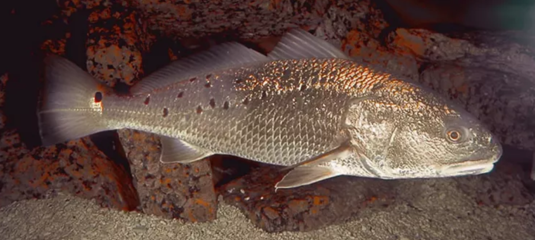 Hangi balık yenir, hangisi yenmez? O balıkları asla yememelisiniz 4