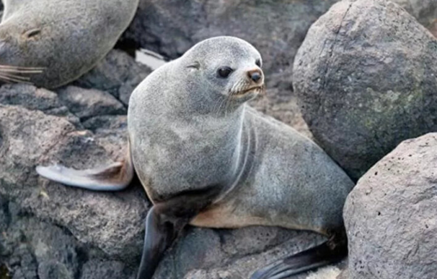 Buraya yerleşene ev ve para veriliyor 9