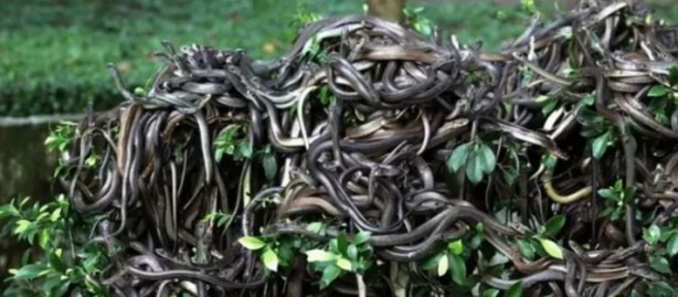 Hiç kimse buralara adım atamıyor! İşte dünyada girilmesi yasak olan 9 yer 9