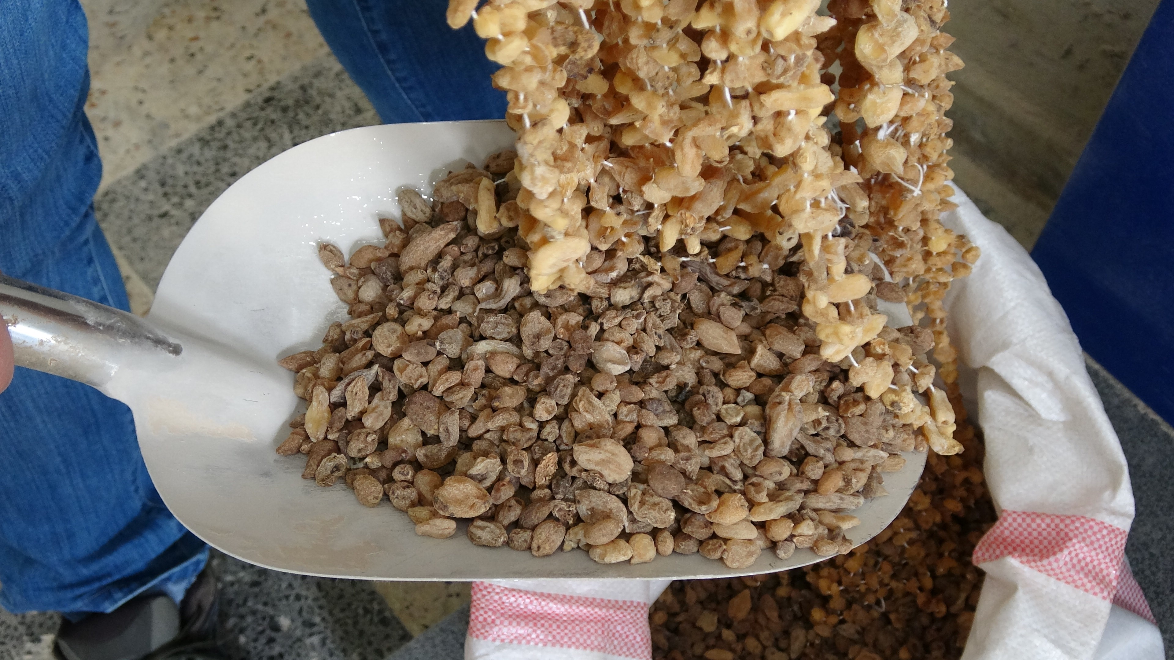 Doğada çok zor bulunuyor, kilosu 3 bin liradan satılıyor 5