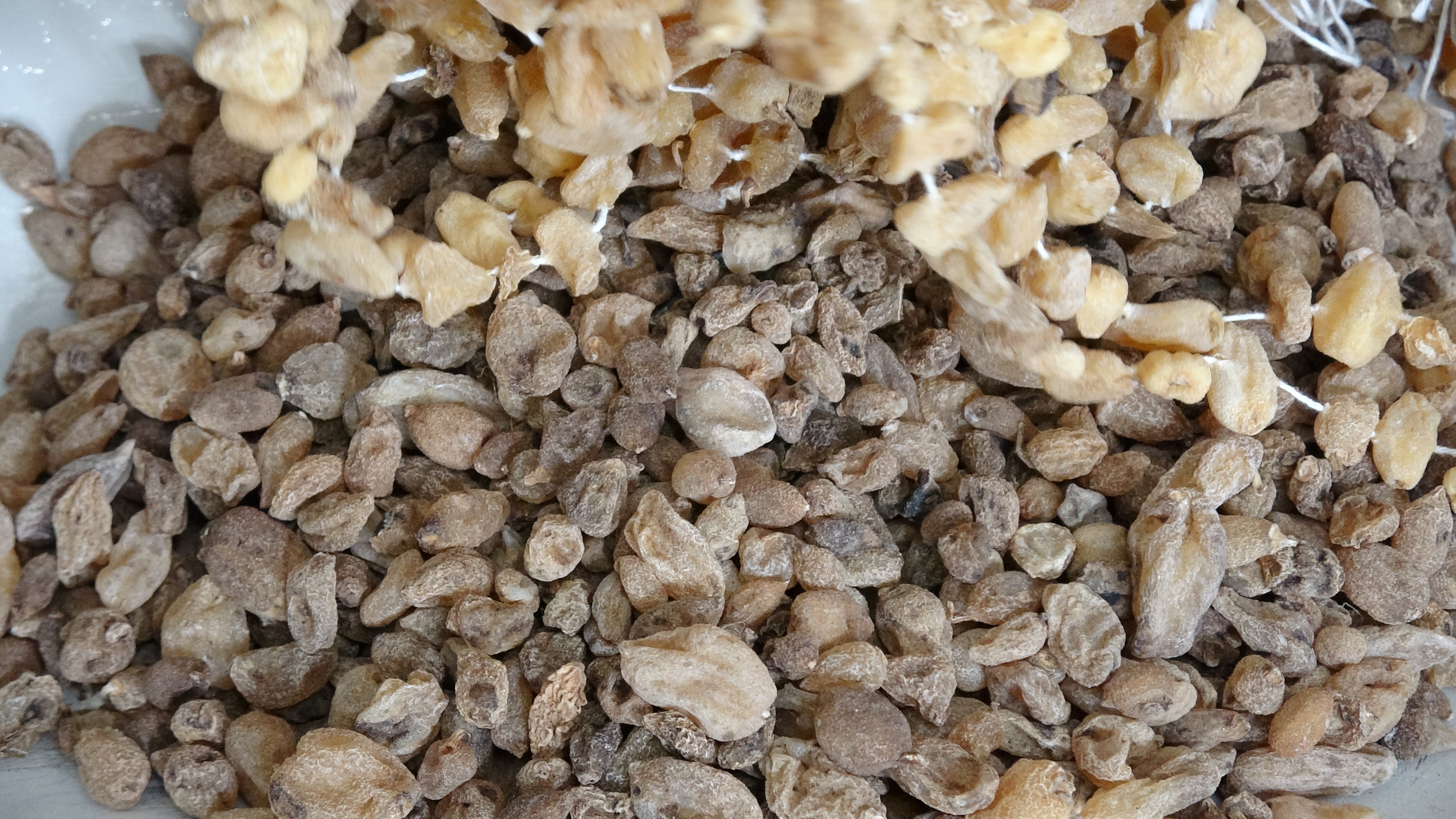 Doğada çok zor bulunuyor, kilosu 3 bin liradan satılıyor 4