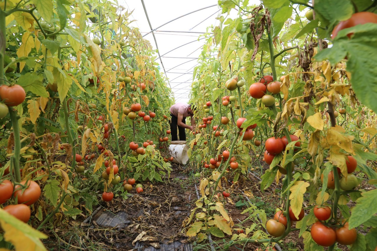 Şehirden köyüne döndü, şimdi ihracata hazırlanıyor 6