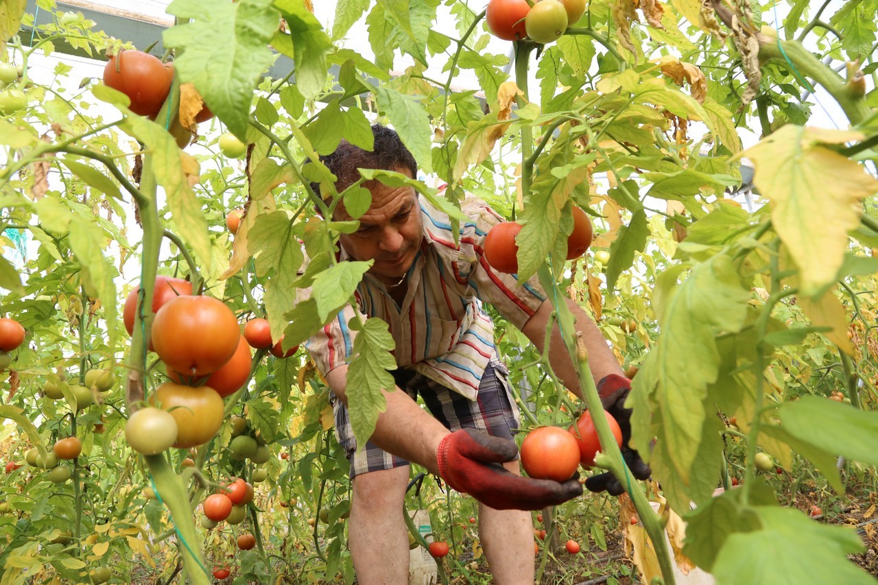 Şehirden köyüne döndü, şimdi ihracata hazırlanıyor 3
