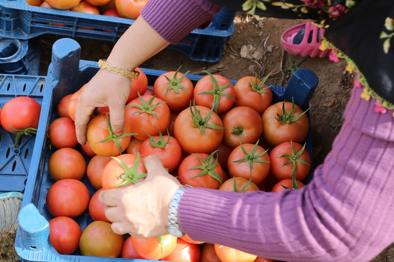 Şehirden köyüne döndü, şimdi ihracata hazırlanıyor 1
