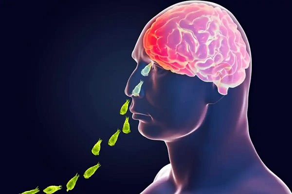 Hastalığın tedavisi yok! Bu amip insan beyni yiyor 2