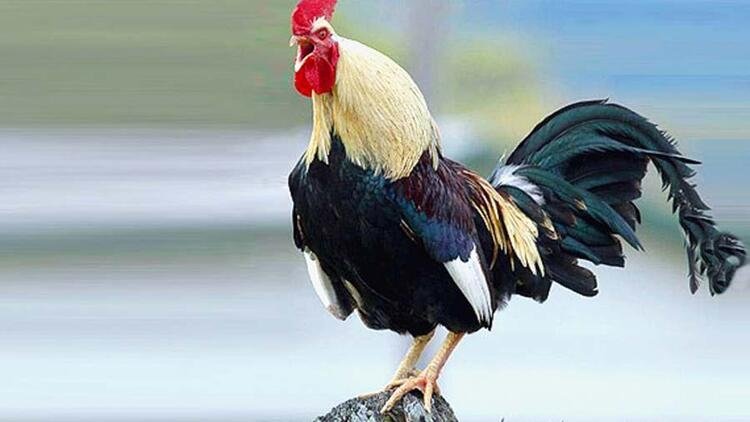 Türkiye'de hangi şehir neyi ile meşhur? 81 il dünyada böyle biliniyor 62