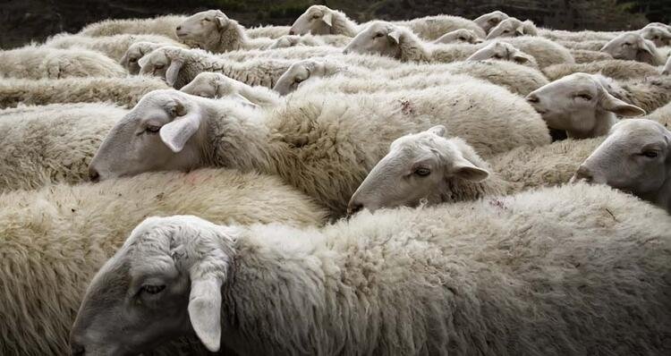 Türkiye'de hangi şehir neyi ile meşhur? 81 il dünyada böyle biliniyor 51