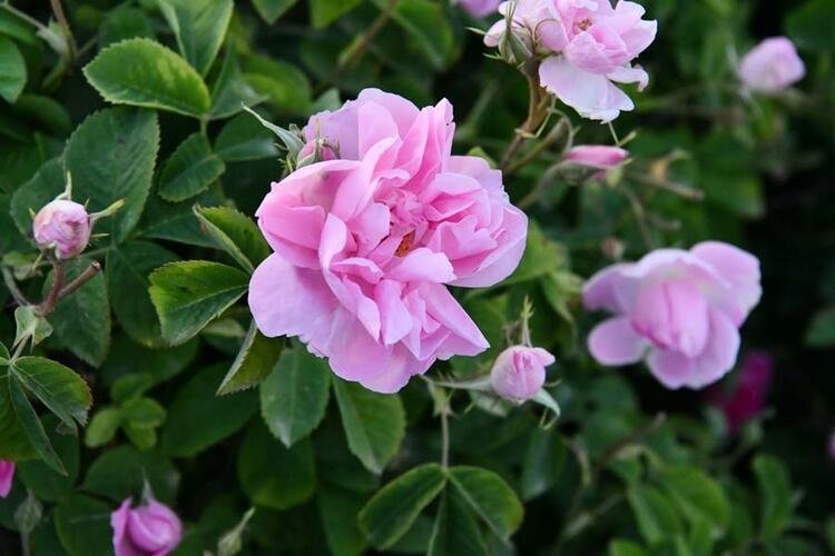 Türkiye'de hangi şehir neyi ile meşhur? 81 il dünyada böyle biliniyor 48