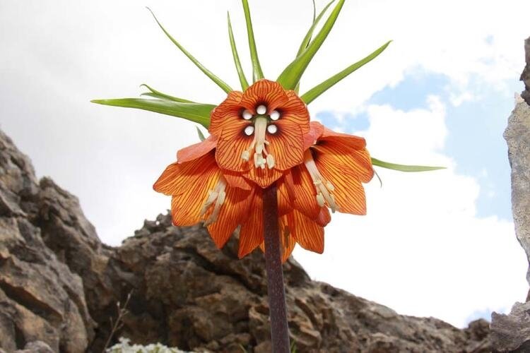 Türkiye'de hangi şehir neyi ile meşhur? 81 il dünyada böyle biliniyor 41