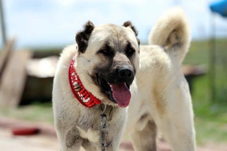 Türkiye'de hangi şehir neyi ile meşhur? 81 il dünyada böyle biliniyor 34