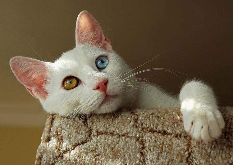 Türkiye'de hangi şehir neyi ile meşhur? 81 il dünyada böyle biliniyor 47