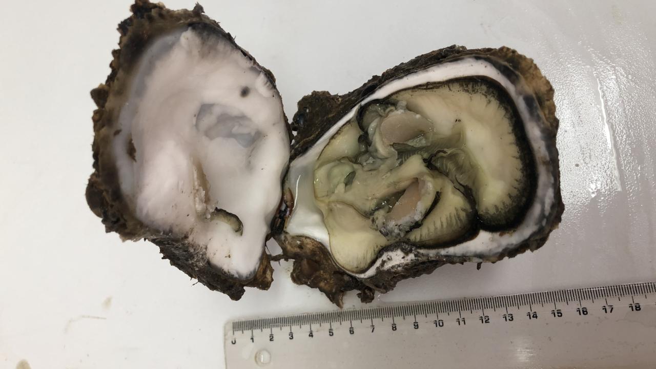 Karadeniz'i adeta istila ettiler! 10