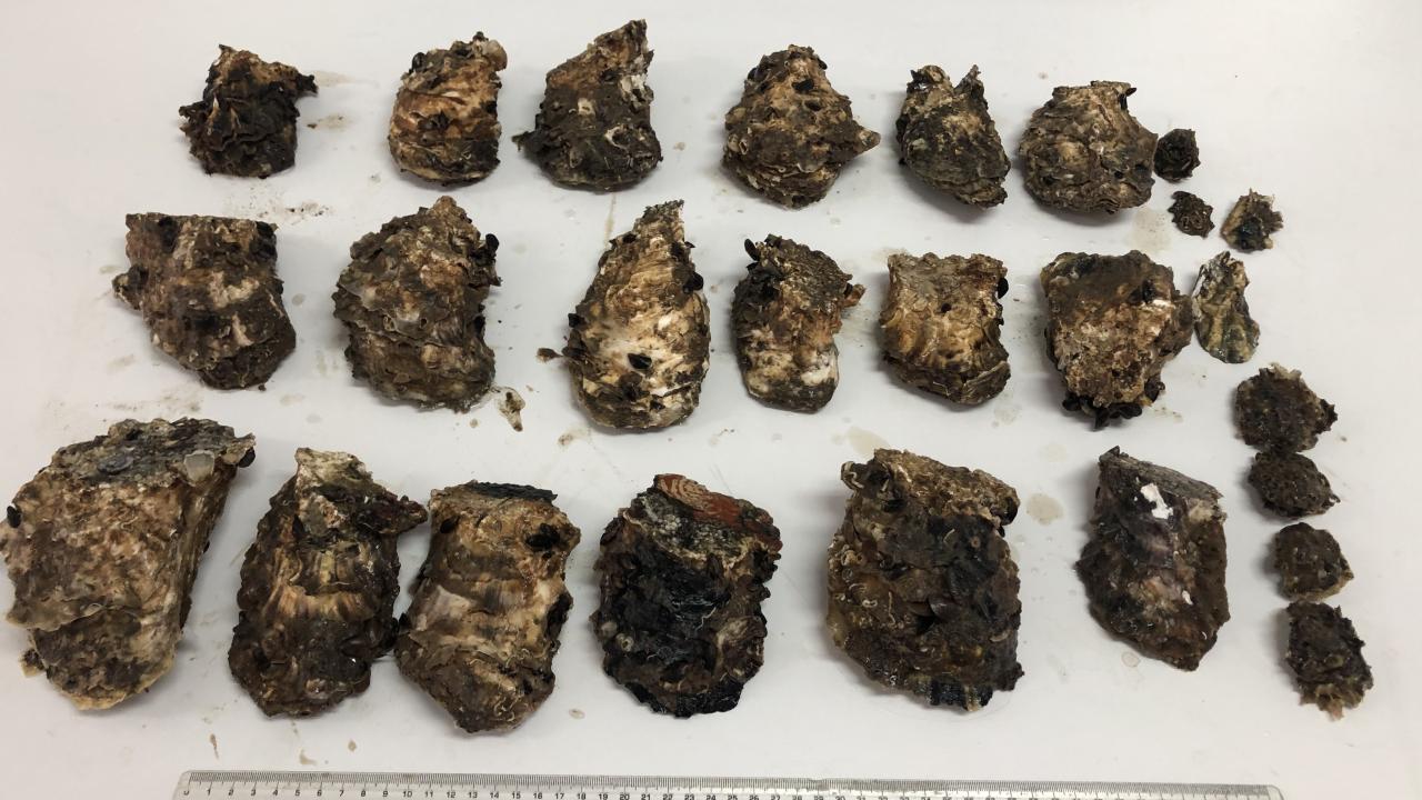 Karadeniz'i adeta istila ettiler! 9