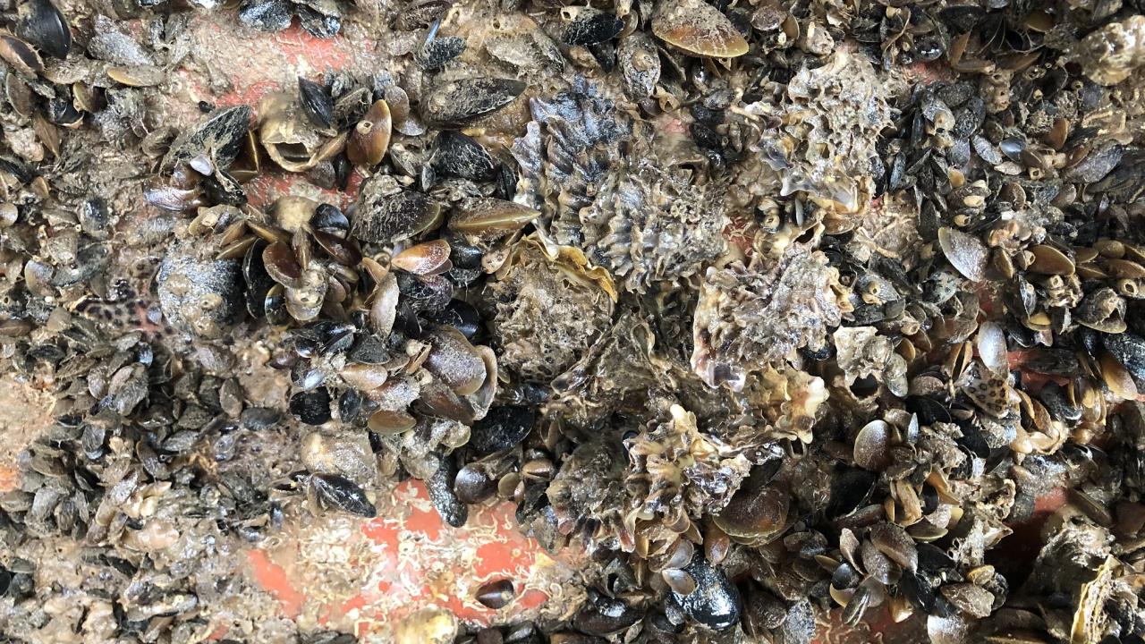 Karadeniz'i adeta istila ettiler! 8