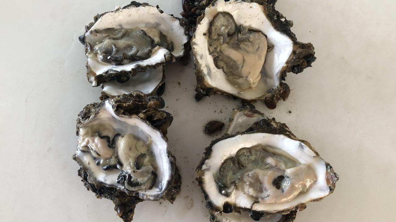 Karadeniz'i adeta istila ettiler! 7