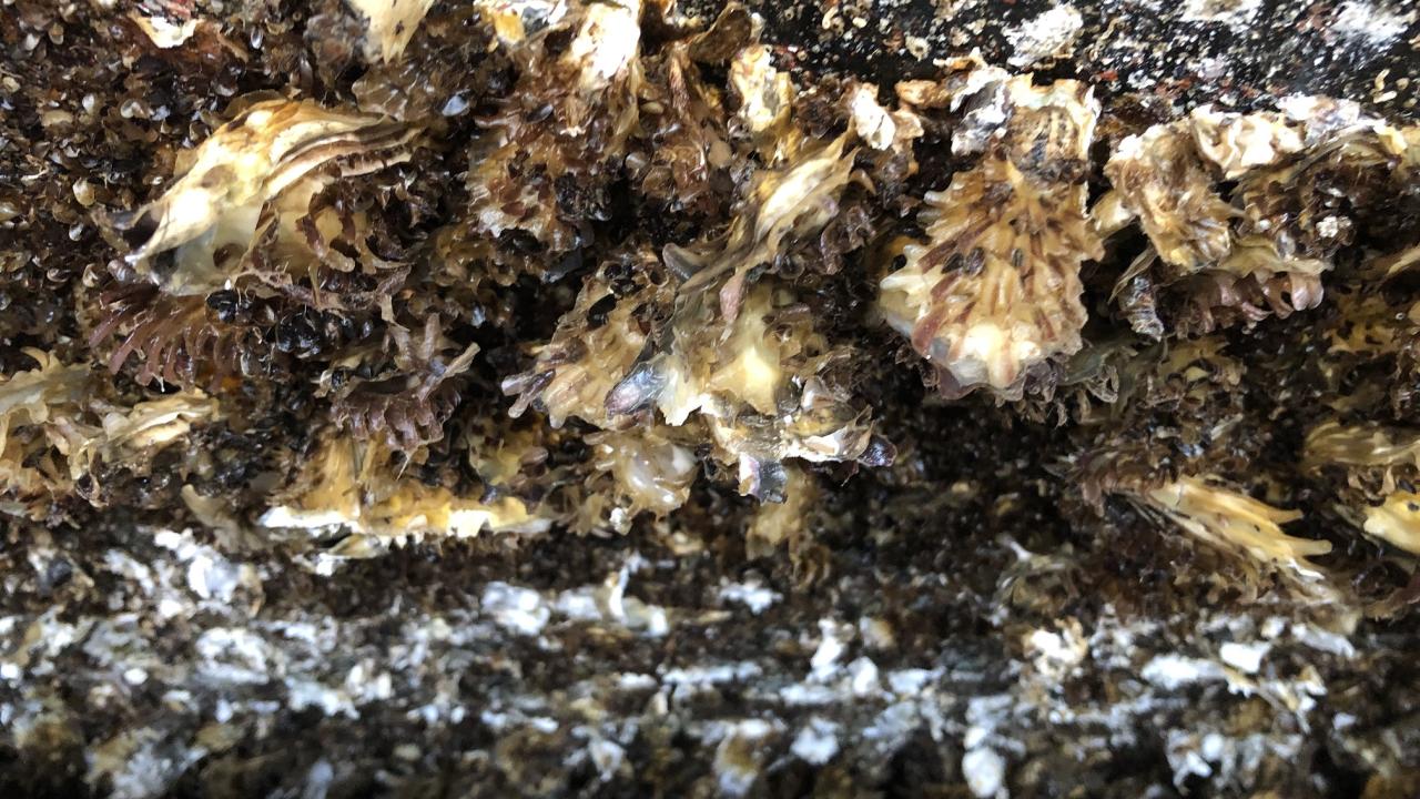 Karadeniz'i adeta istila ettiler! 5