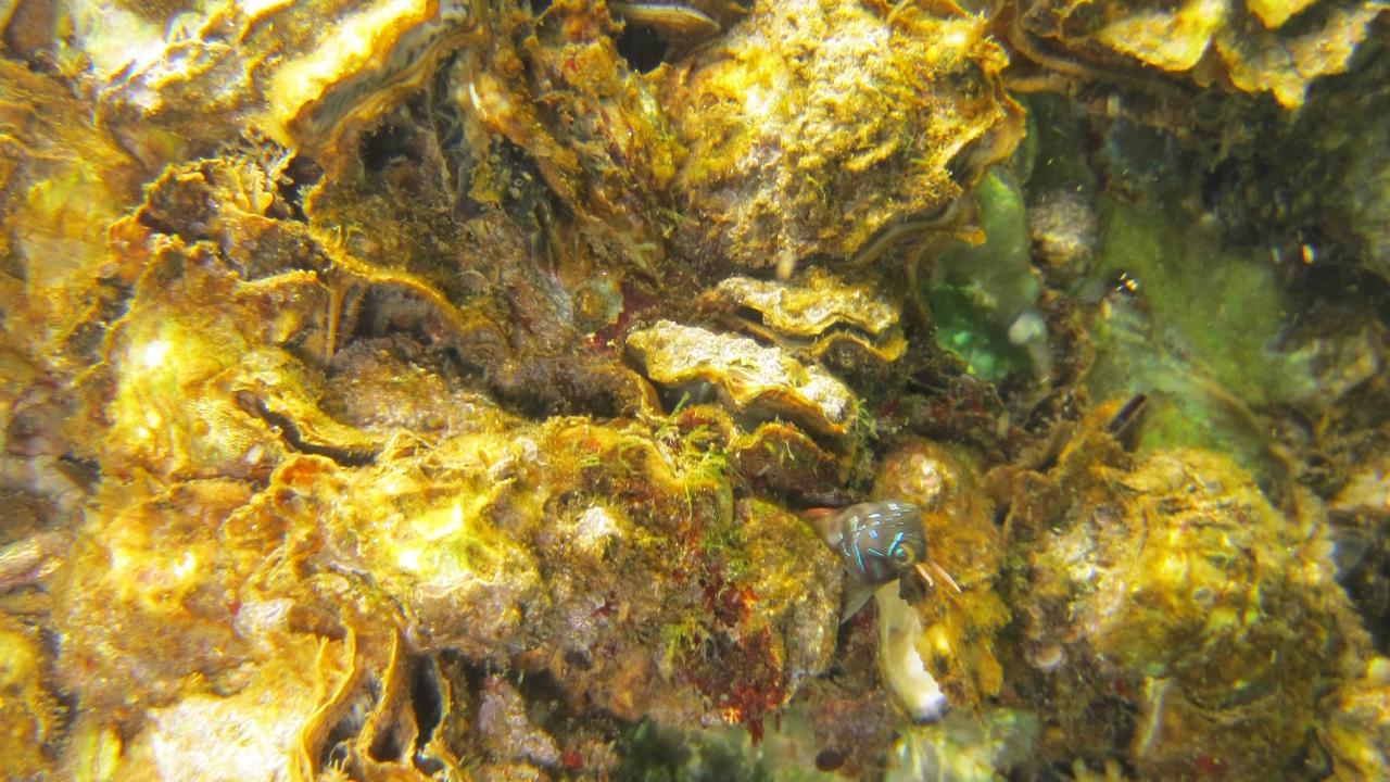 Karadeniz'i adeta istila ettiler! 6