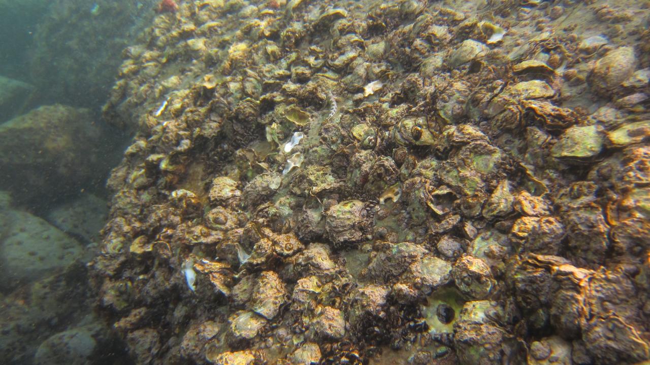 Karadeniz'i adeta istila ettiler! 4