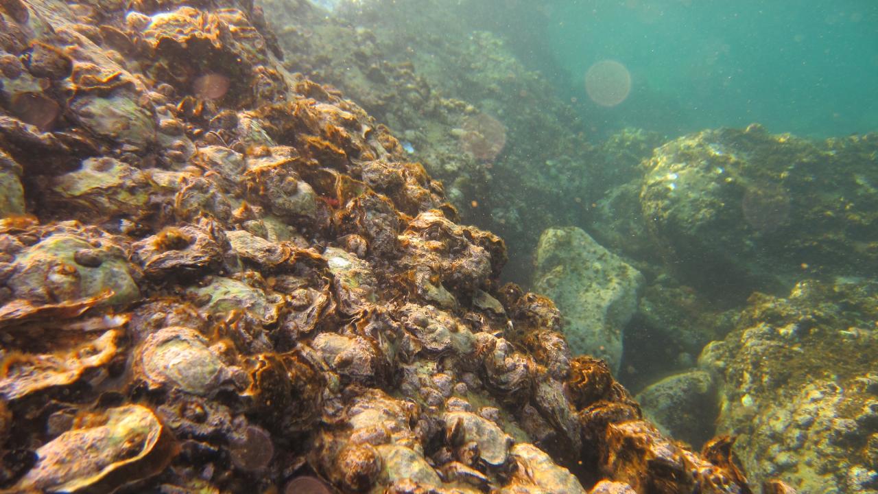 Karadeniz'i adeta istila ettiler! 2