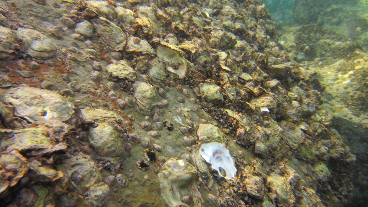 Karadeniz'i adeta istila ettiler! 3