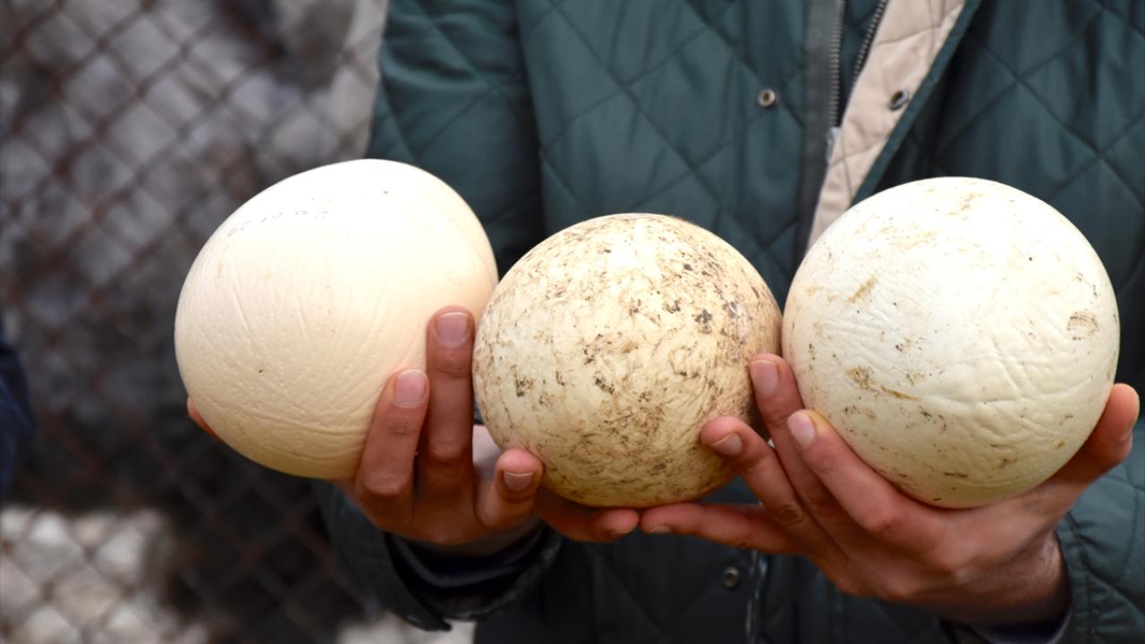 Deve kuşları mevsimleri karıştırdı, kışın yumurtlamaya başladı 2