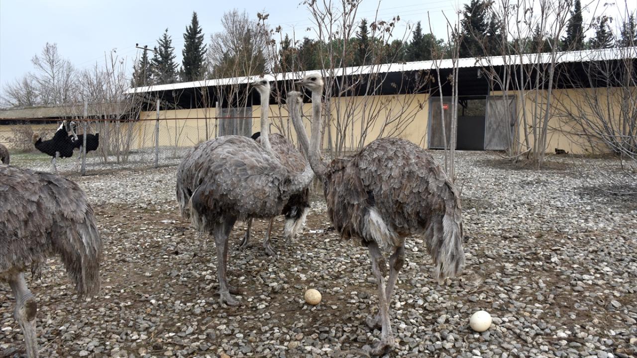 Deve kuşları mevsimleri karıştırdı, kışın yumurtlamaya başladı 15