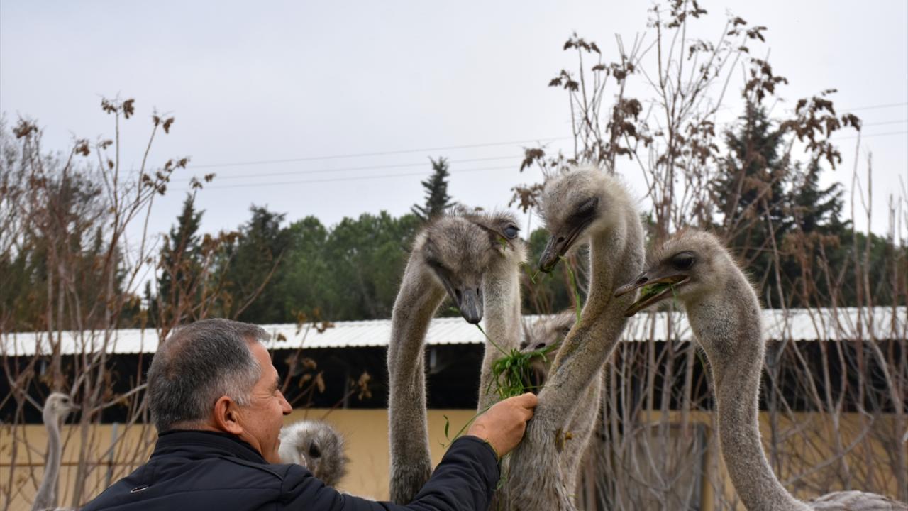 Deve kuşları mevsimleri karıştırdı, kışın yumurtlamaya başladı 14