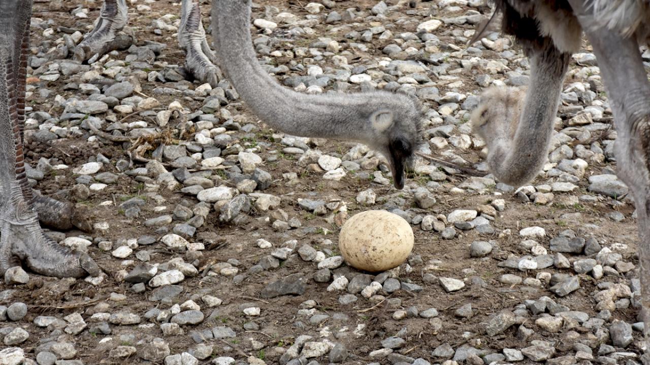 Deve kuşları mevsimleri karıştırdı, kışın yumurtlamaya başladı 11