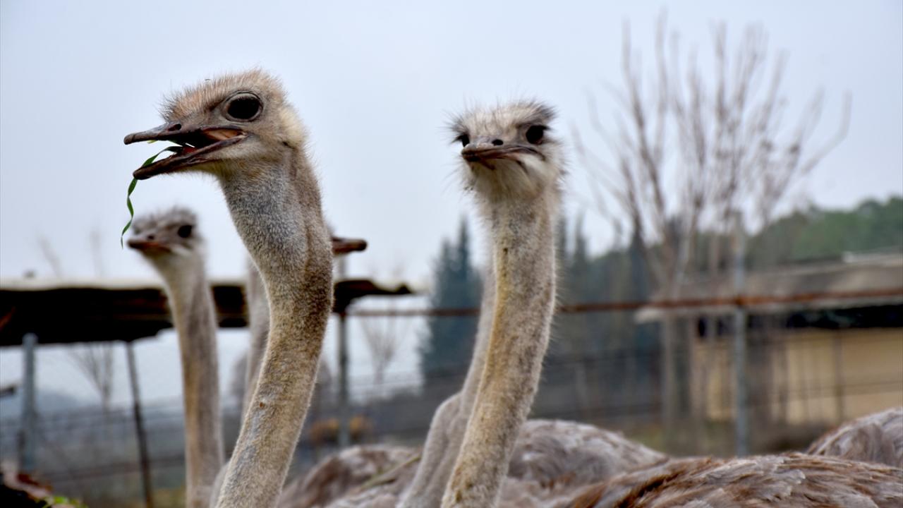 Deve kuşları mevsimleri karıştırdı, kışın yumurtlamaya başladı 13
