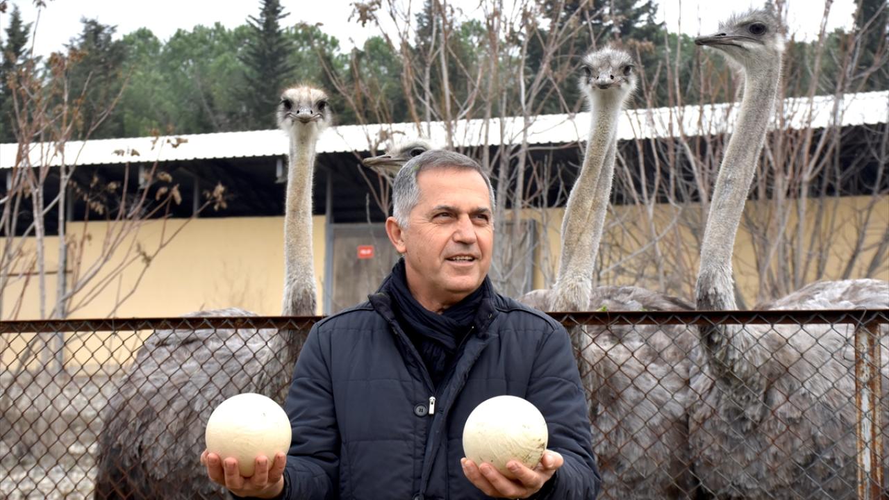 Deve kuşları mevsimleri karıştırdı, kışın yumurtlamaya başladı 5