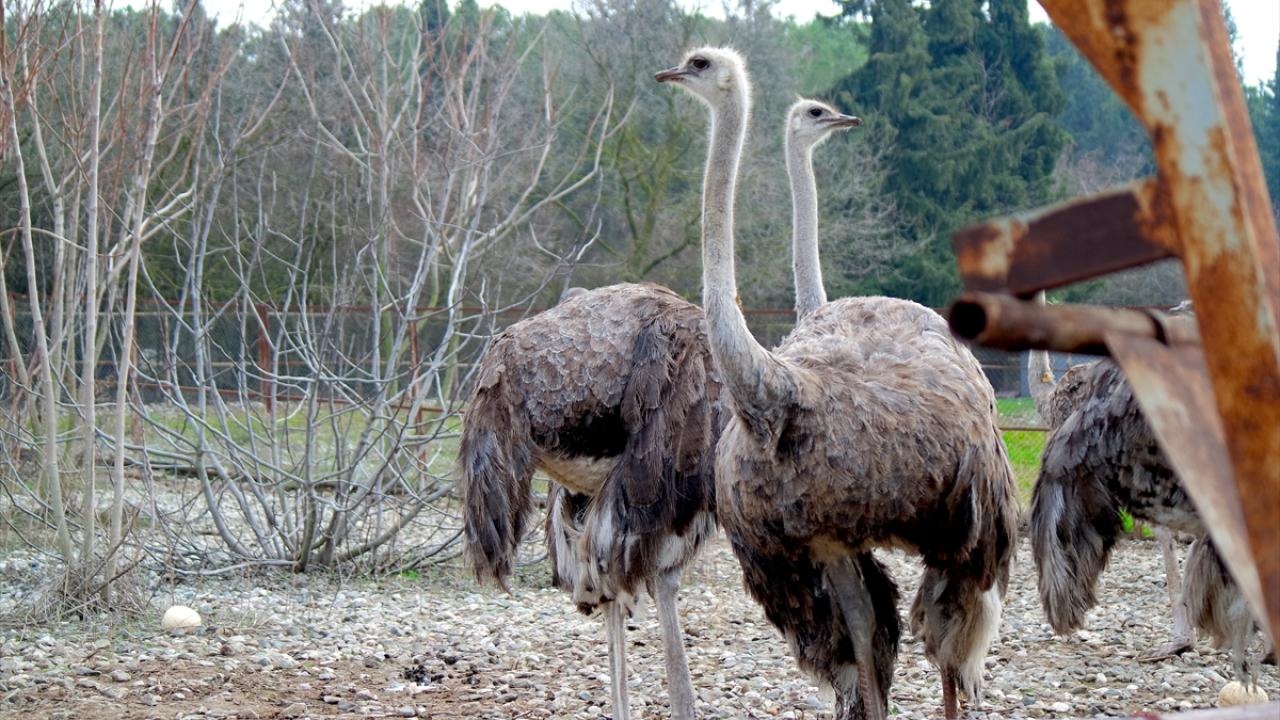 Deve kuşları mevsimleri karıştırdı, kışın yumurtlamaya başladı 7