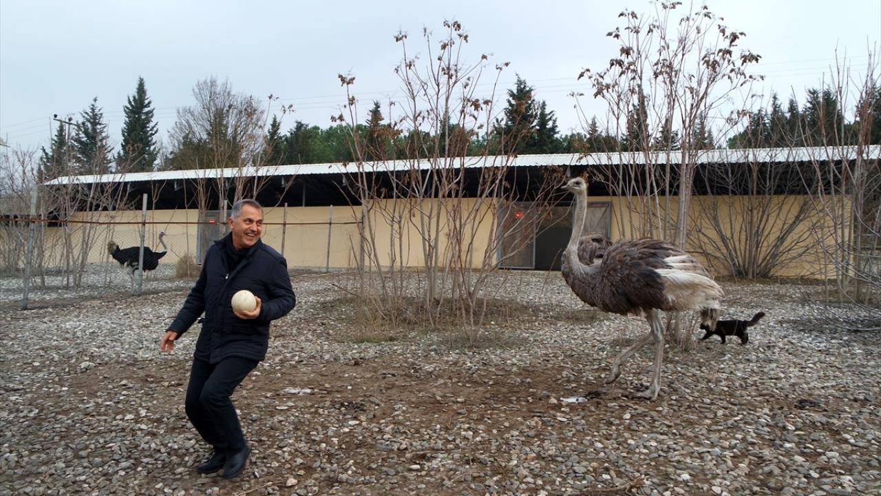 Deve kuşları mevsimleri karıştırdı, kışın yumurtlamaya başladı 9