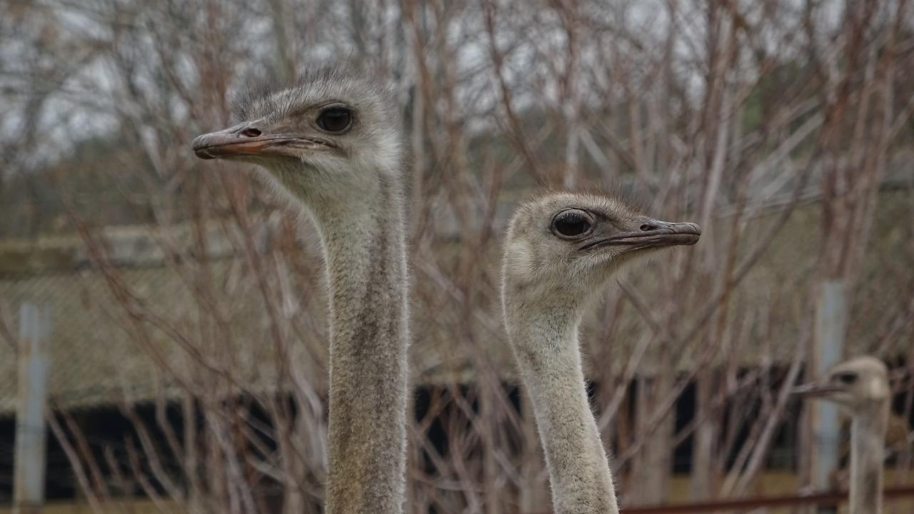 Deve kuşları mevsimleri karıştırdı, kışın yumurtlamaya başladı 8