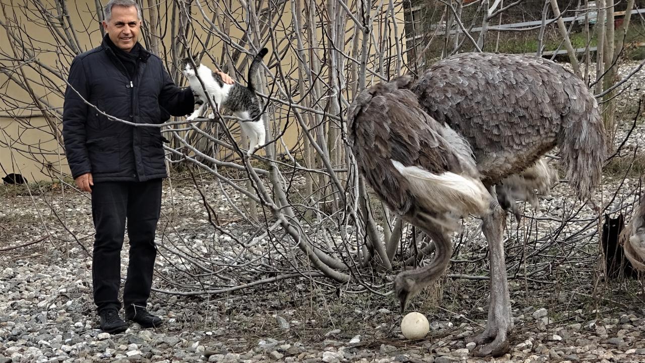 Deve kuşları mevsimleri karıştırdı, kışın yumurtlamaya başladı 4