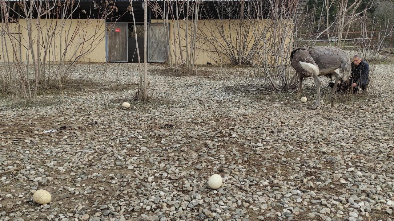 Deve kuşları mevsimleri karıştırdı, kışın yumurtlamaya başladı 12