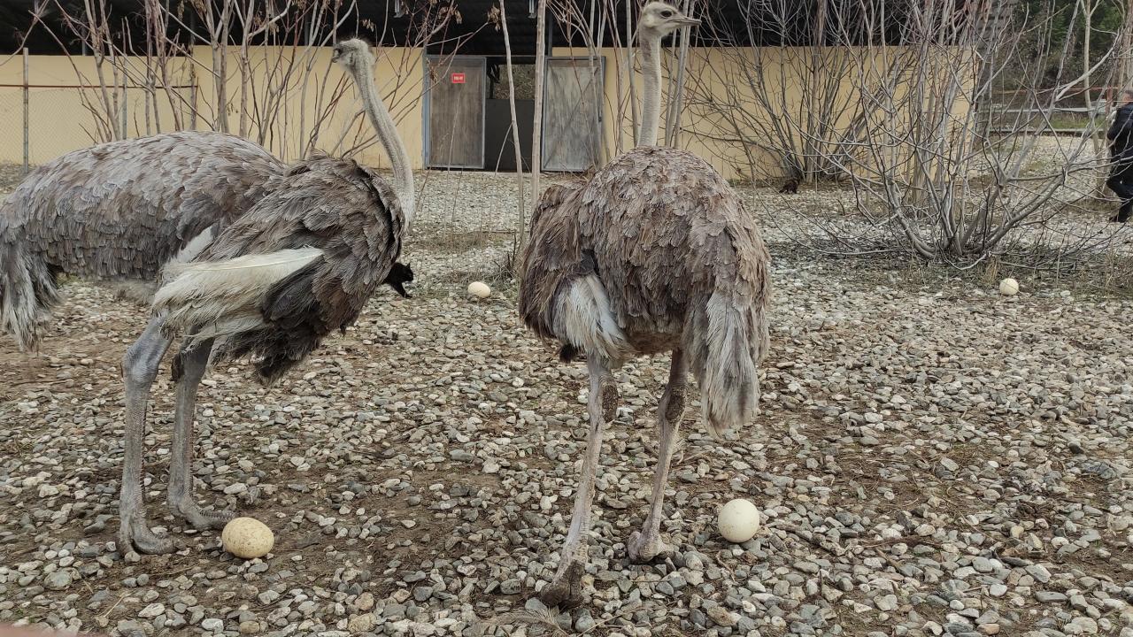 Deve kuşları mevsimleri karıştırdı, kışın yumurtlamaya başladı 6