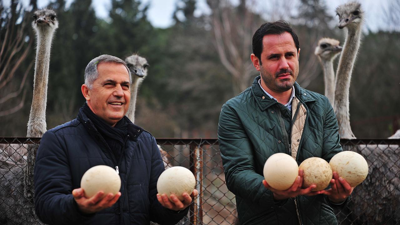 Deve kuşları mevsimleri karıştırdı, kışın yumurtlamaya başladı 3