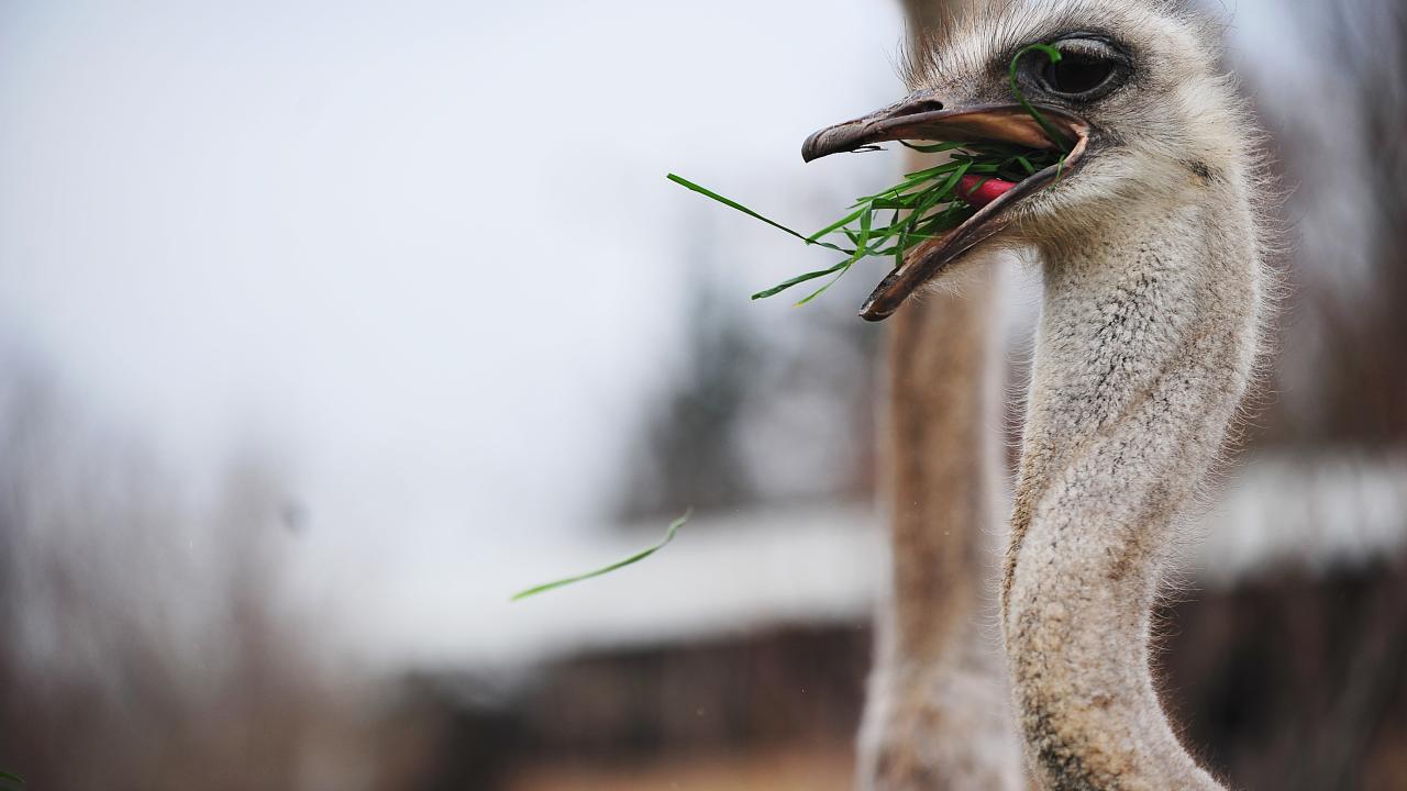 Deve kuşları mevsimleri karıştırdı, kışın yumurtlamaya başladı 1