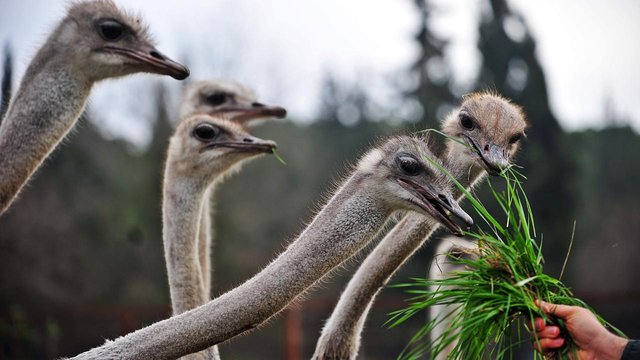 Deve kuşları mevsimleri karıştırdı, kışın yumurtlamaya başladı 10