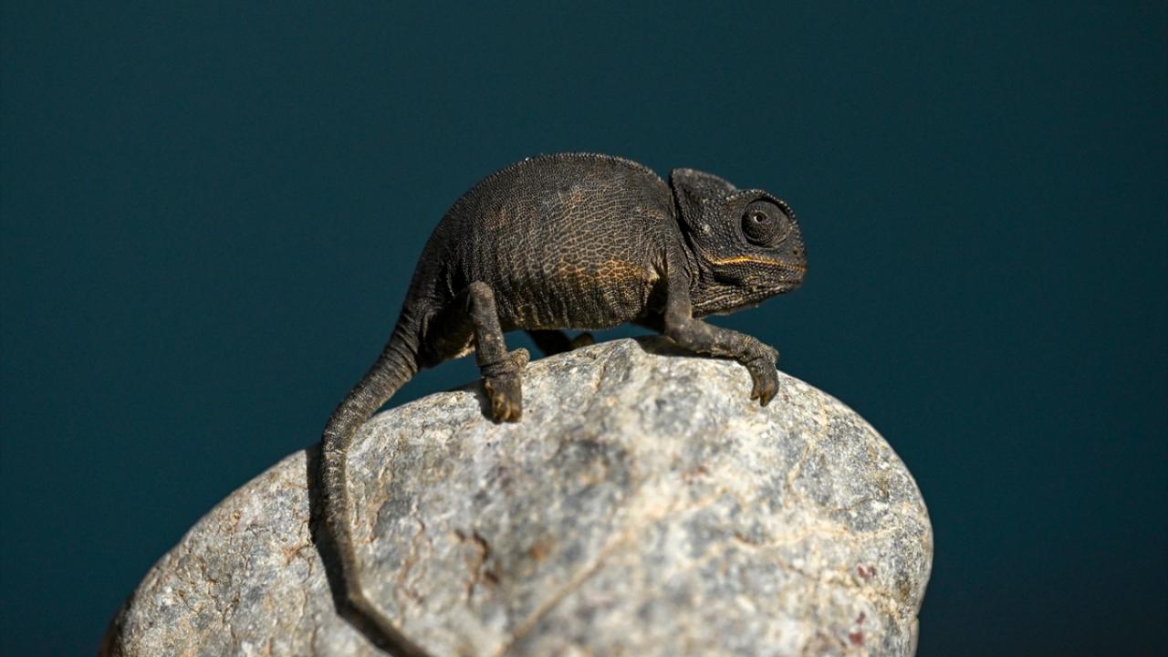 Van'da bitkin halde bulunan bukalemun korumaya alındı 13