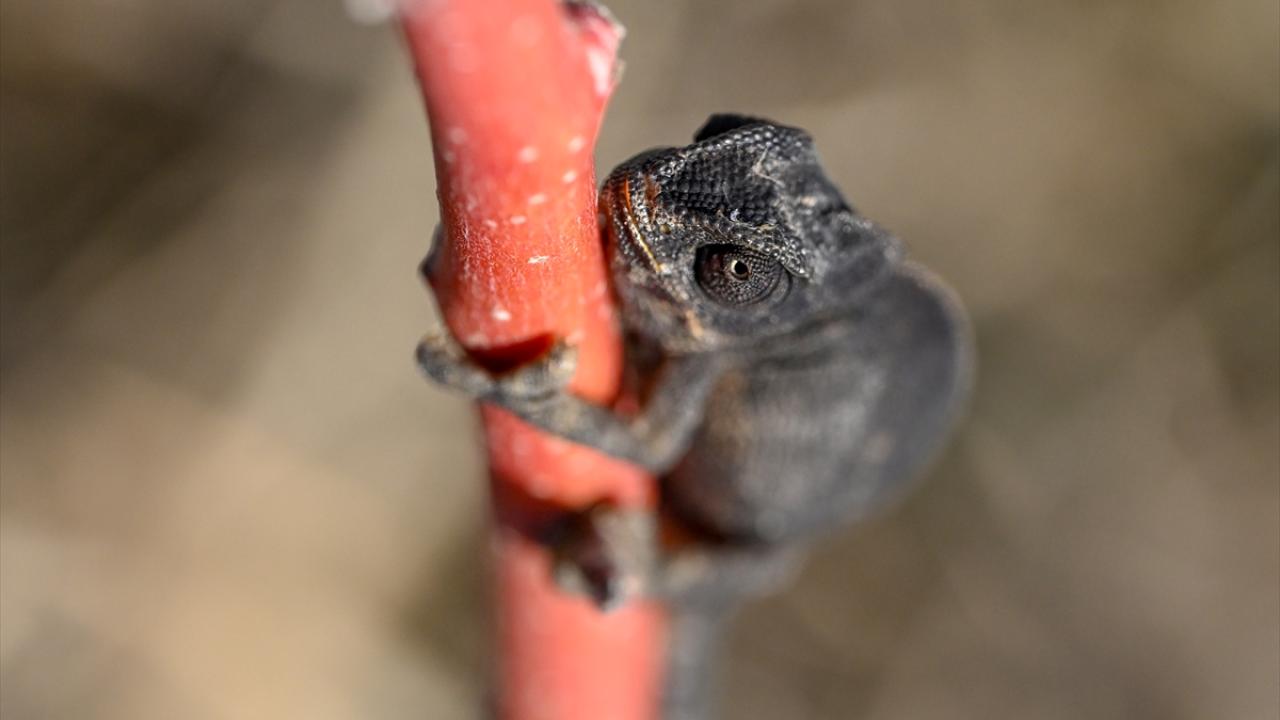Van'da bitkin halde bulunan bukalemun korumaya alındı 12