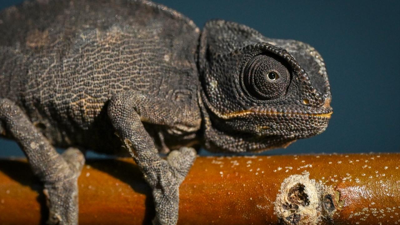 Van'da bitkin halde bulunan bukalemun korumaya alındı 1